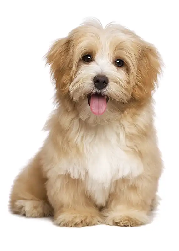 A fluffy, golden puppy sitting with its tongue out.