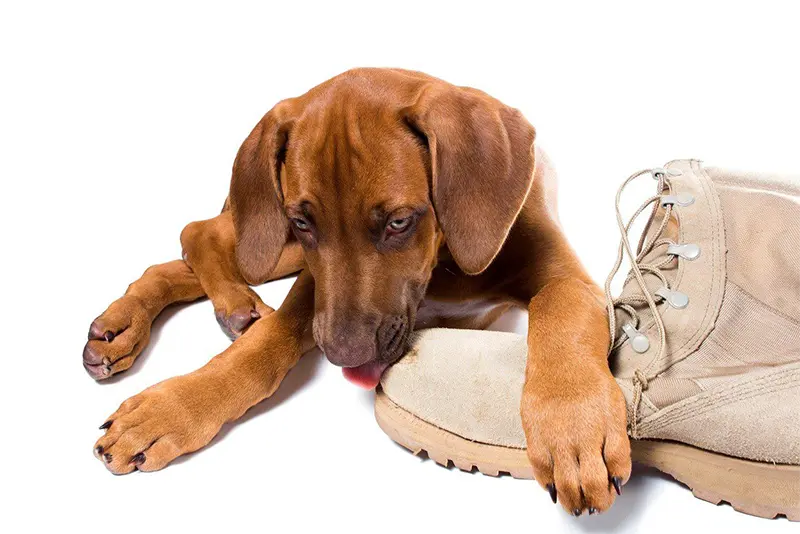 Brown dog licking an army boot photo