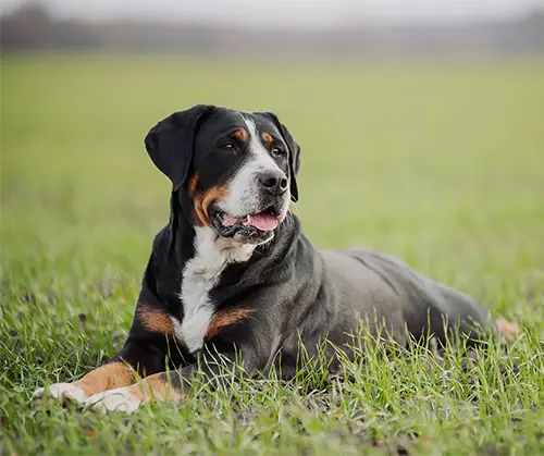 Allergies & Dermatology