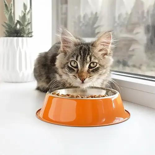 Nutrition & Weight Management