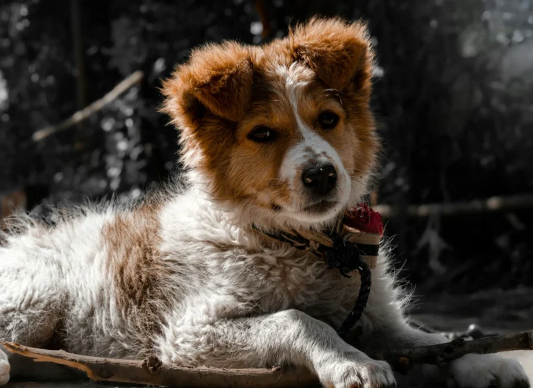 fluffy puppy